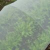 Insect Netting