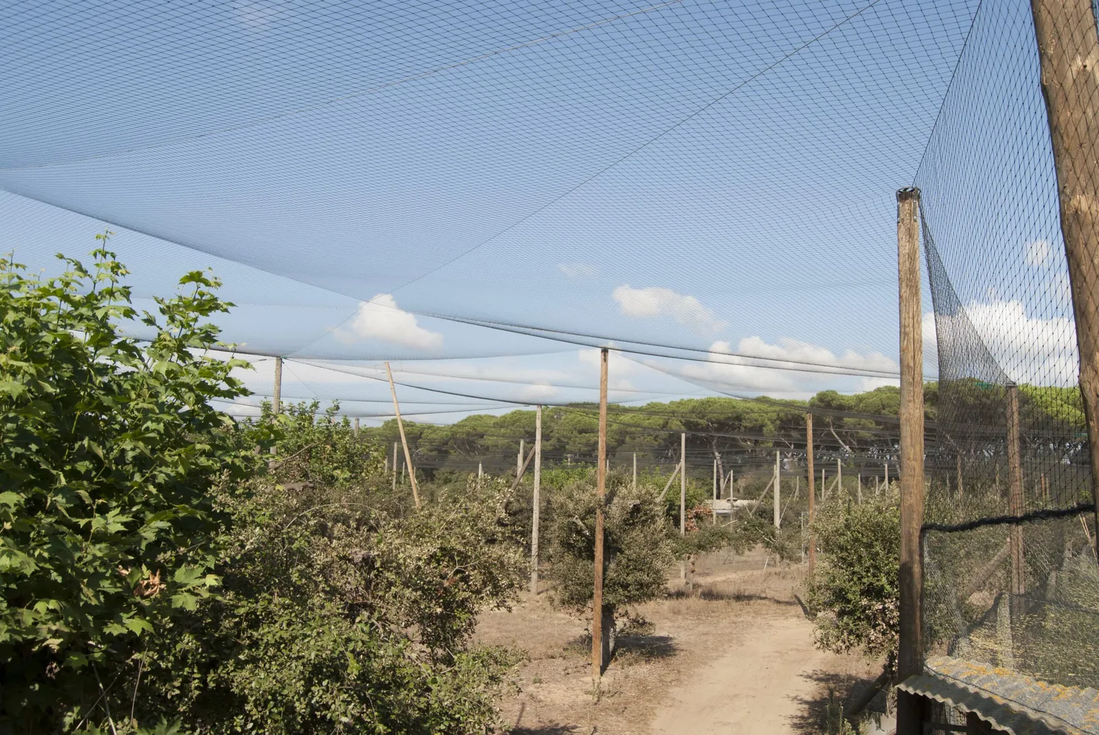 Bird netting installed for orchard crop protection 1
