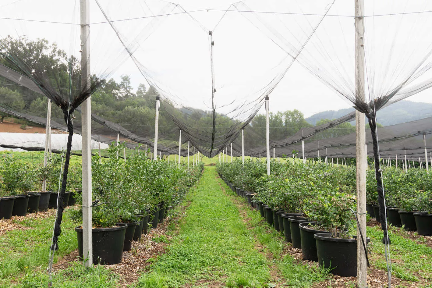 Bird netting installed for orchard crop protection 2