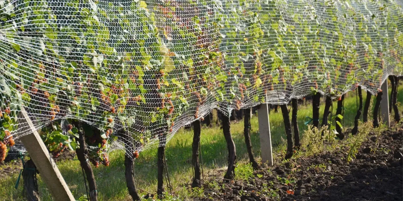 Bird netting installed for orchard crop protection 4