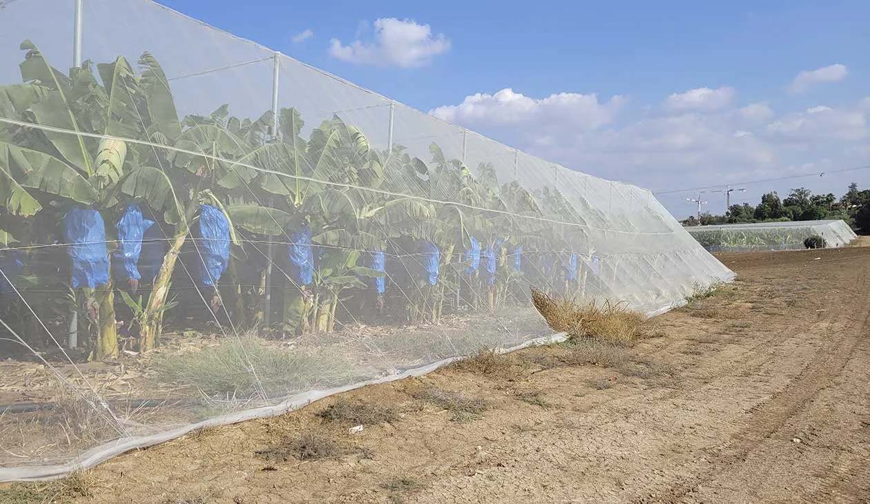 Insect netting installed for orchard and farm protection 2