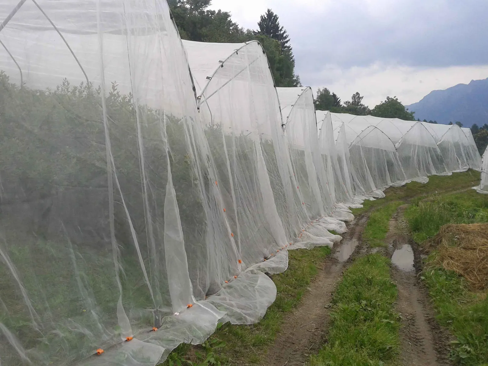 Insect netting installed for orchard and farm protection 3